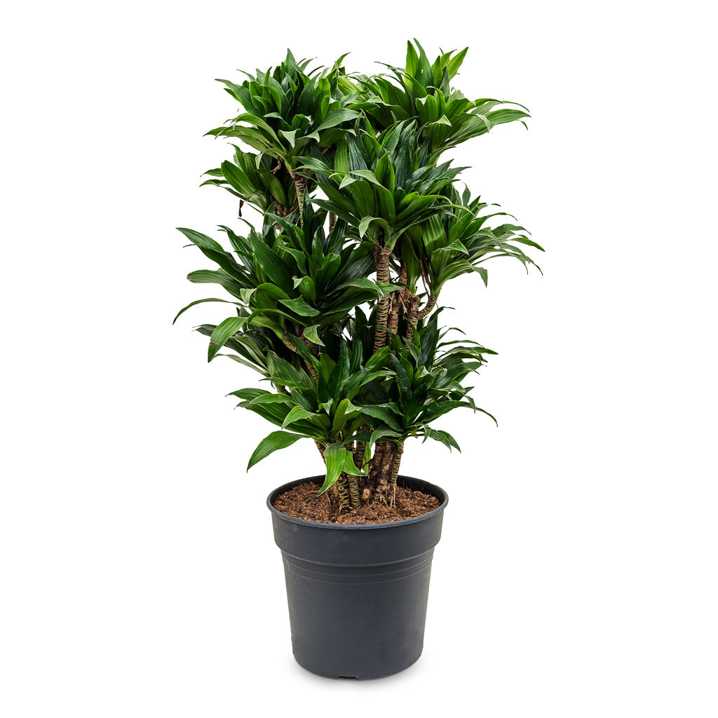 Dracaena fragrans Compacta - Branched - 30 x 100cm