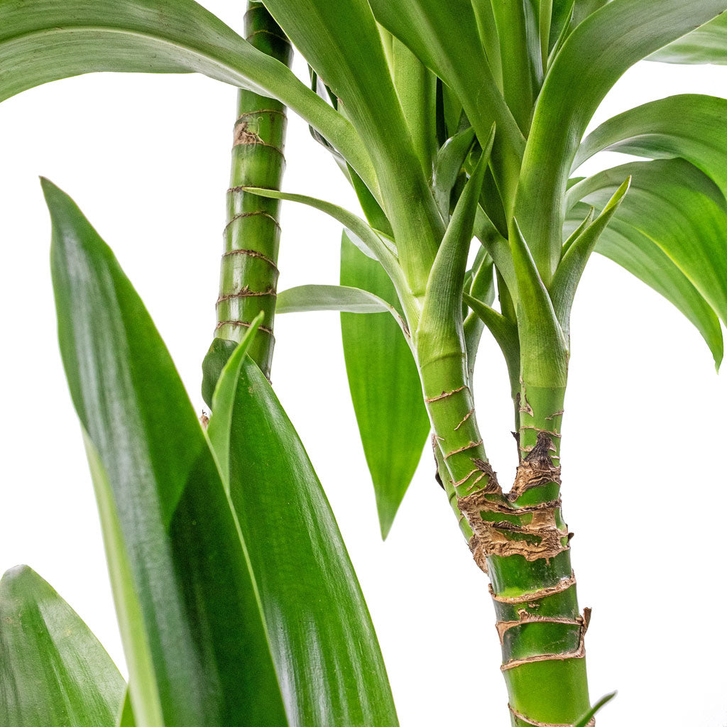 Dracaena fragrans Janet Craig - Multi Stems