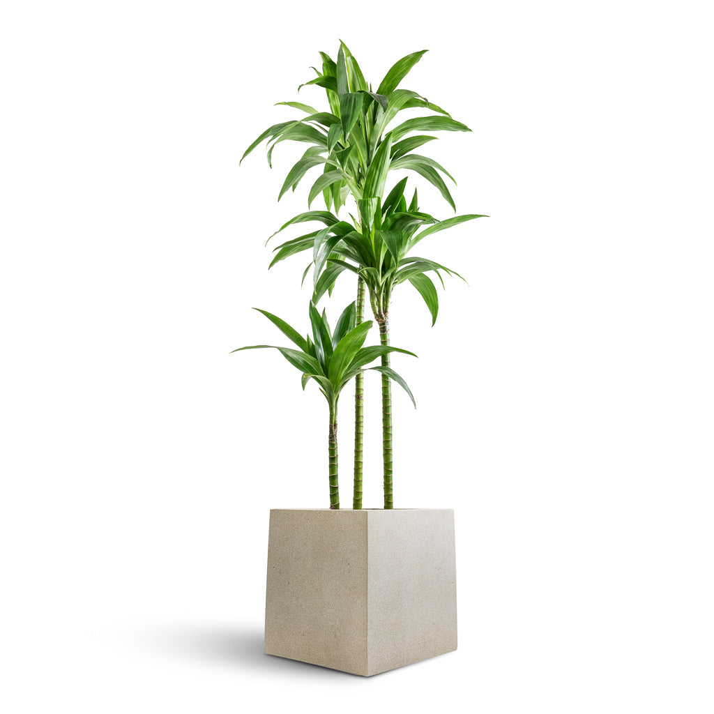 Dracaena fragrans Janet Craig - Multi Stem & Grigio Cube Planter - Antique White Concrete
