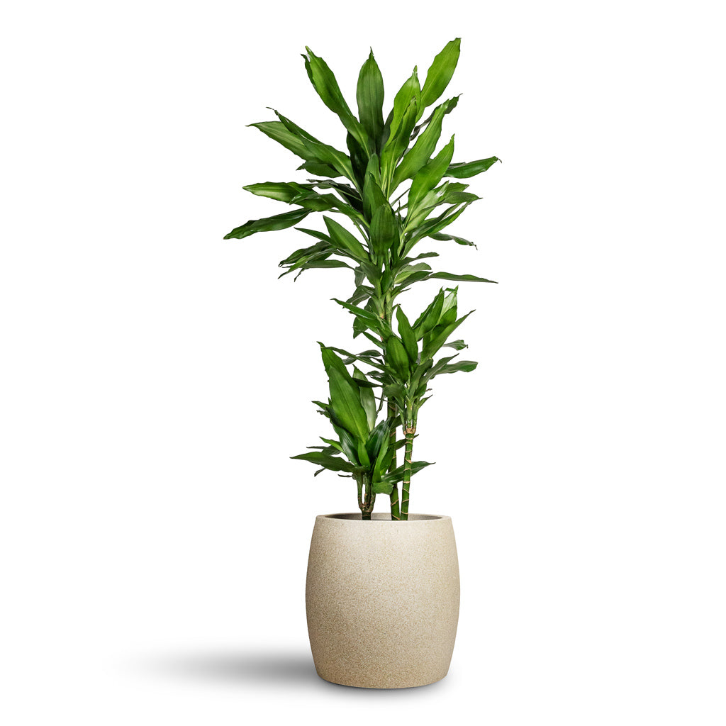 Dracaena fragrans Janet Lind Multi Stem 21x110cm _3-stems_ % Grigio Modern Planter Antique White Concrete - 34x34cm