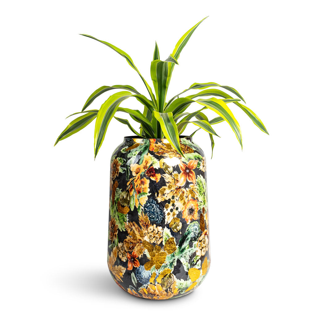 Dracaena fragrans Lemon Lime Head - 17x50cm In Lammie Planter Berry Blue - 30x42cm