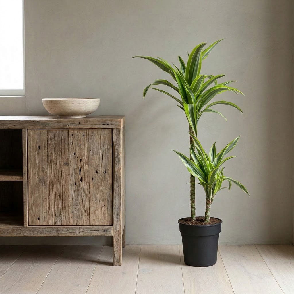 Dracaena frag. Lemon Lime - Multi Stem - 19 x 100cm (2 stems)