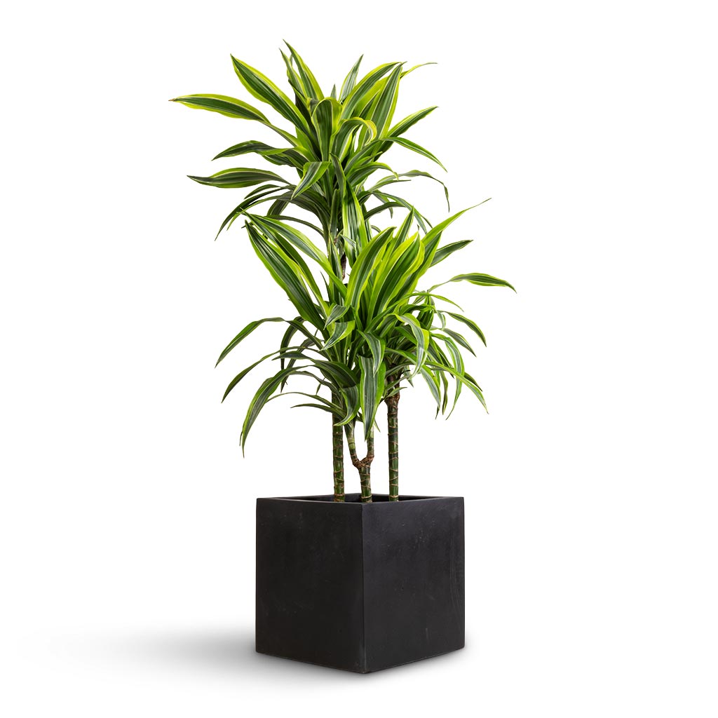 Dracaena fragrans Lemon Lime - Multi Stem & Grigio Cube Planter - Anthracite Concrete