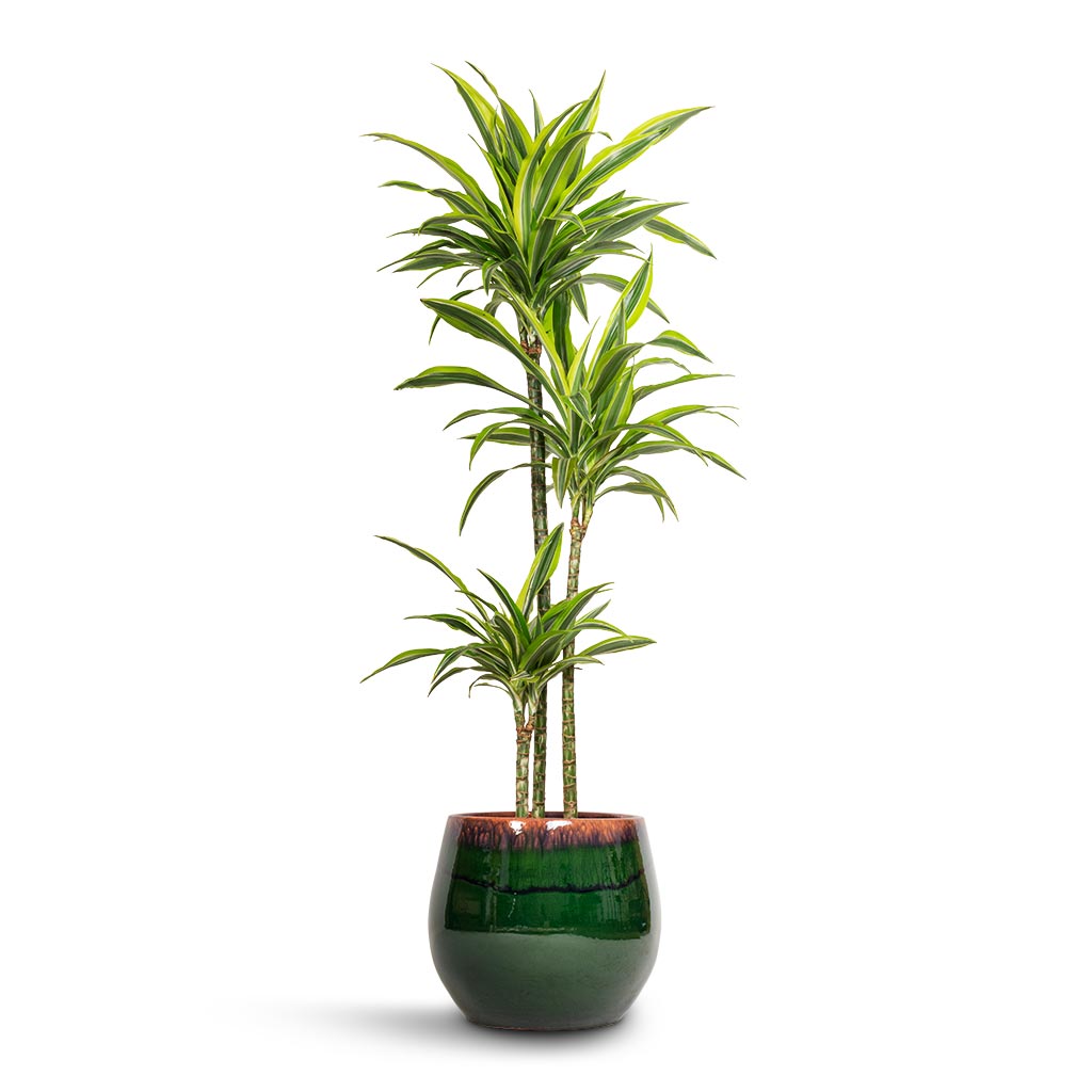 Dracaena fragrans Lemon Lime - Multi Stem & Charlotte Plant Pot - Green