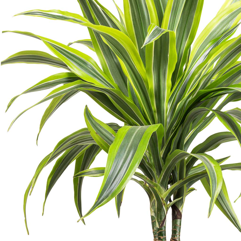 Dracaena fragrans Lemon Lime - Multi Stem Leaves
