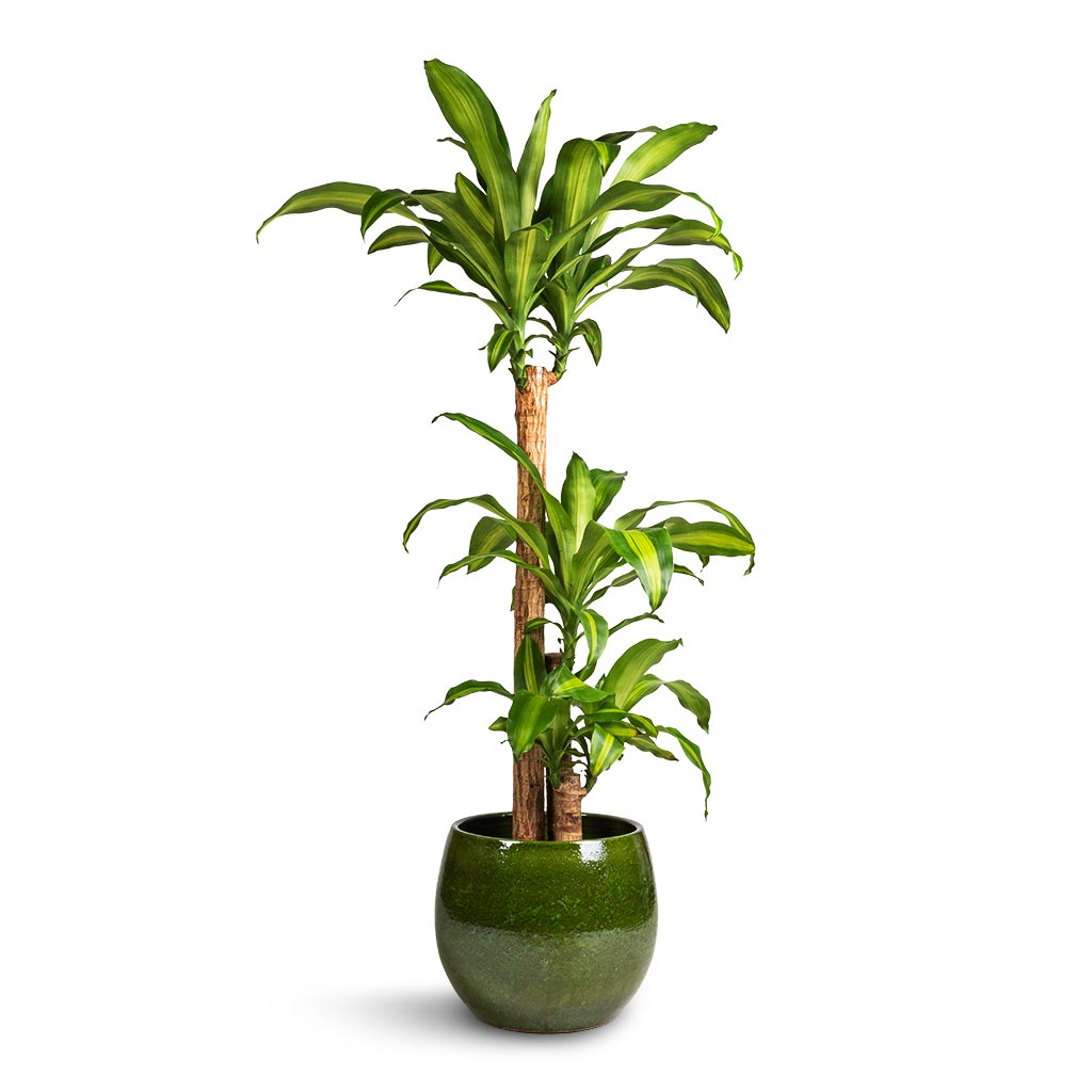 Dracaena fragrans Massangeana & Aimee Plant Pot - Pear