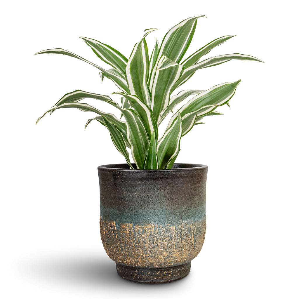 Dracaena fragrans White Jewel Head - 17x50cm & Aico Plant Pot Shiny Blue - 22x20cm