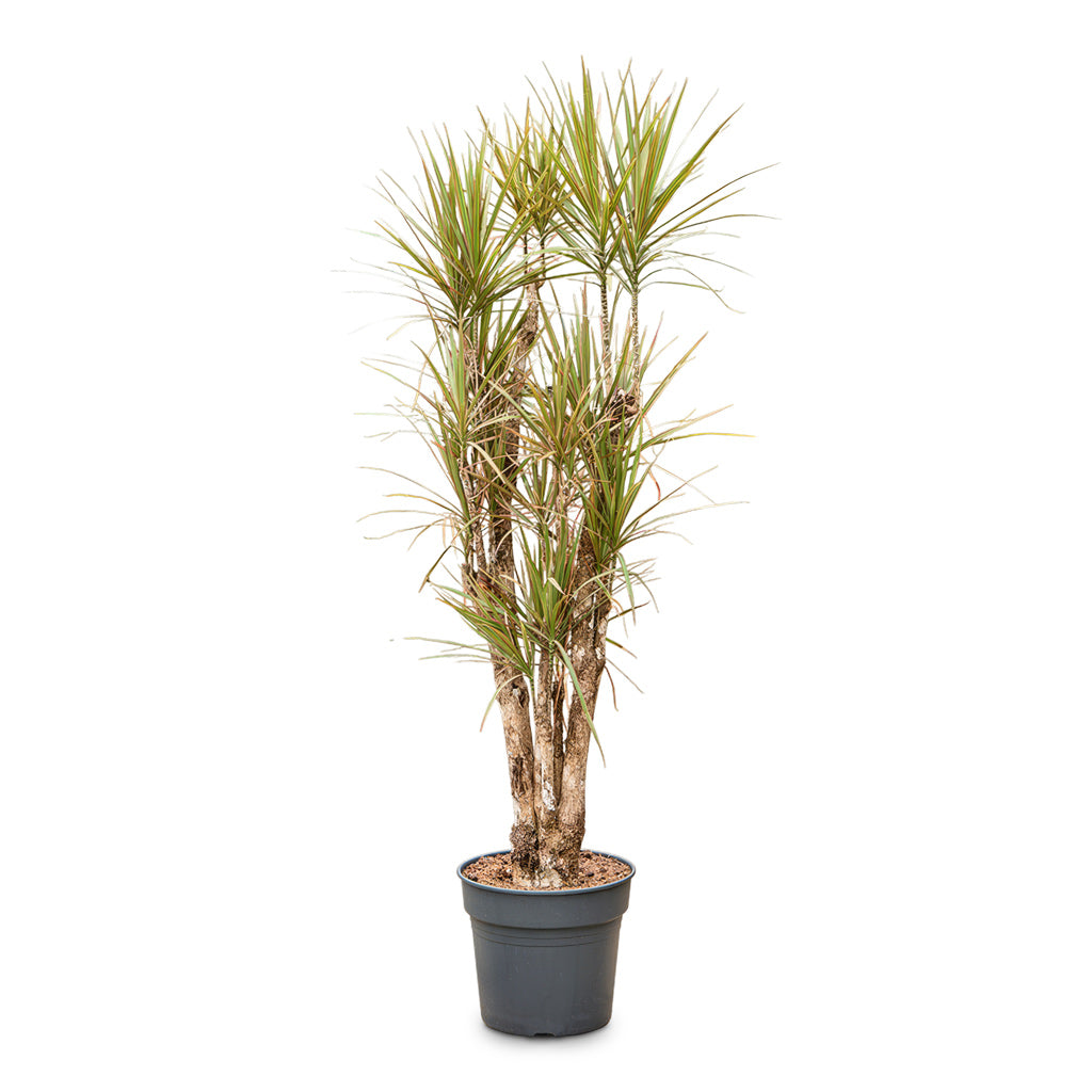 Dracaena marginata Bicolour Branched 34x180cm
