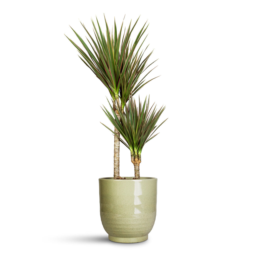 Dracaena marginata Bicolour Multi Stem - 17x70cm _2-stems_ In Sofia Pot Green - 19x19cm