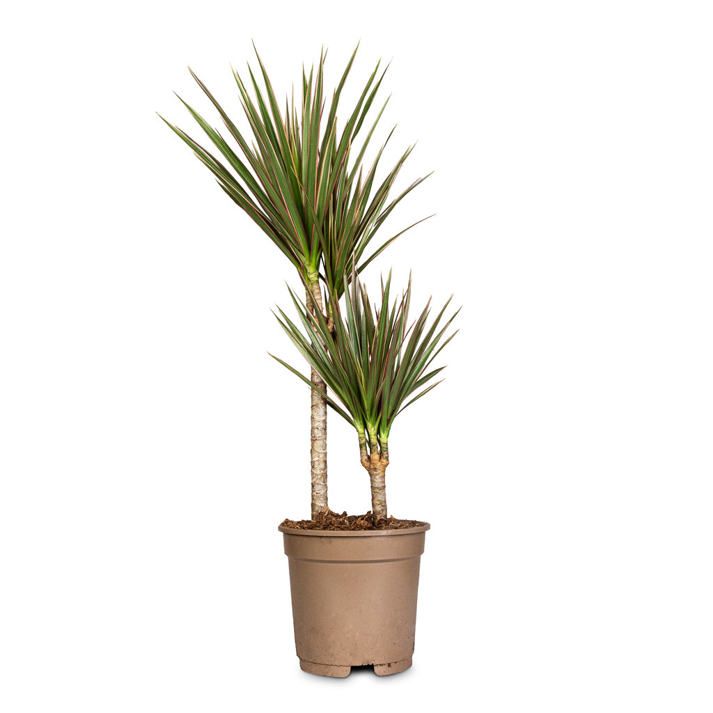 Dracaena marginata Bicolour Multi Stem - 17x70cm - _2-stems