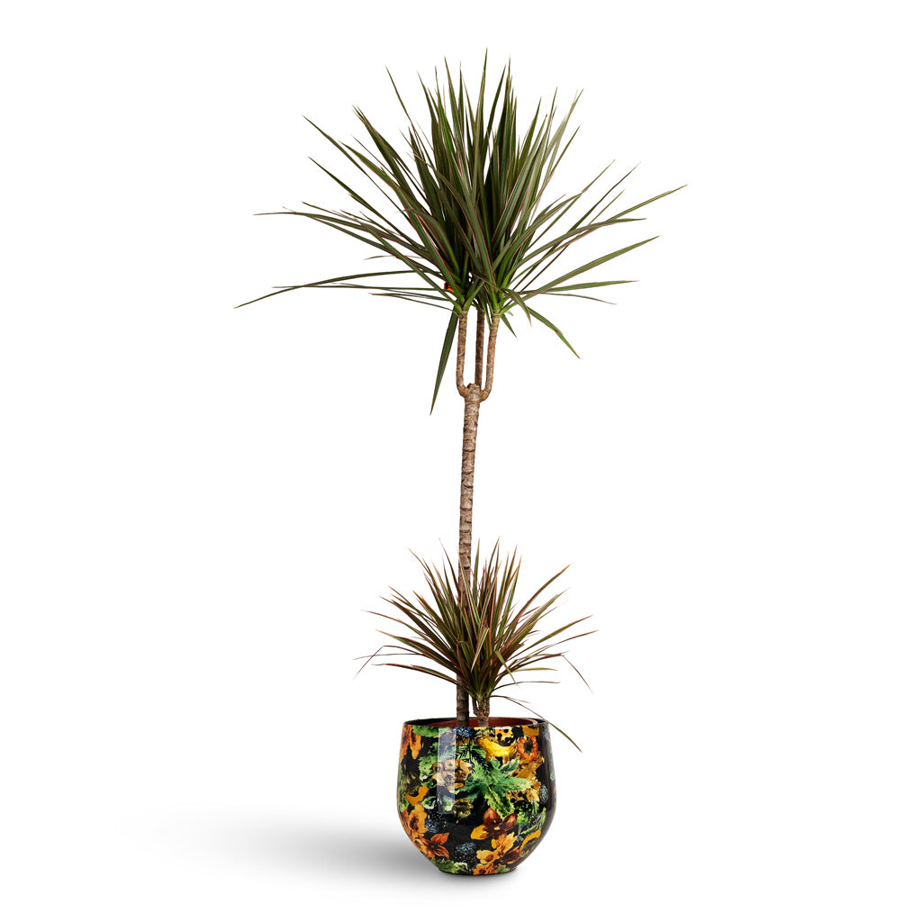 Dracaena marginata Bicolour Multi Stem 21x100cm(2stems) House Plant In Lammie Pot Berry Blue 24x21cm