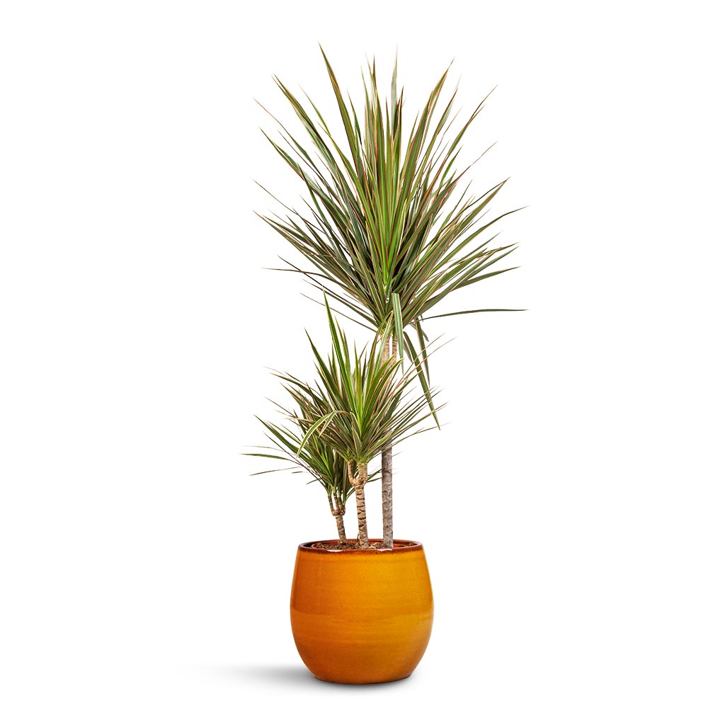 Dracaena marginata Bicolour - Multi Stem & Charlotte Plant Pot - Spiced Ochre