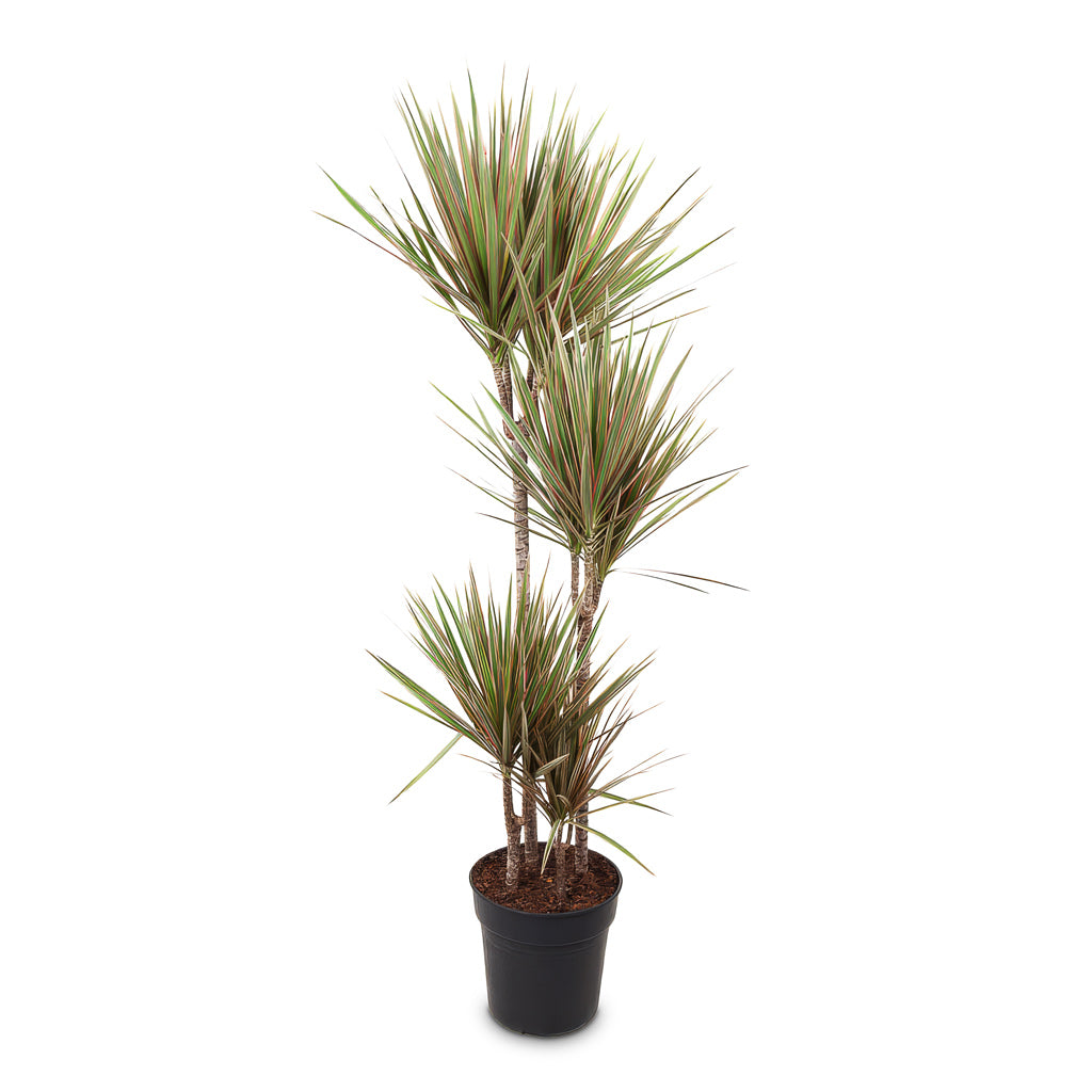 Dracaena marginata Bicolour Multi Stem 27x150cm (4 stems)