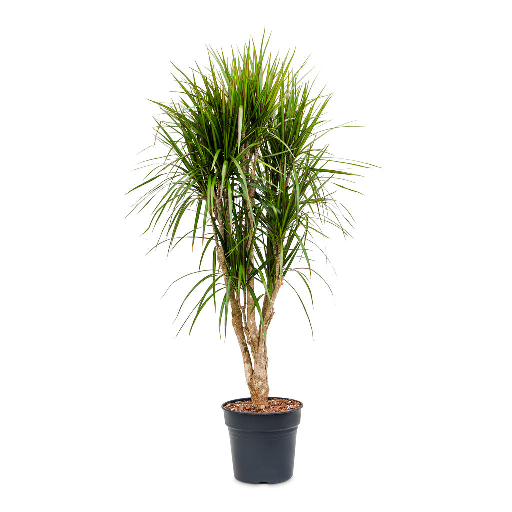 Dracaena marginata Red Edged - Branched - 30 x 160cm