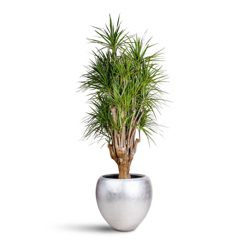 Dracaena marginata Red Edged Branched 34x190cm Metallic Couple Pot Light Champagne 60x55cm
