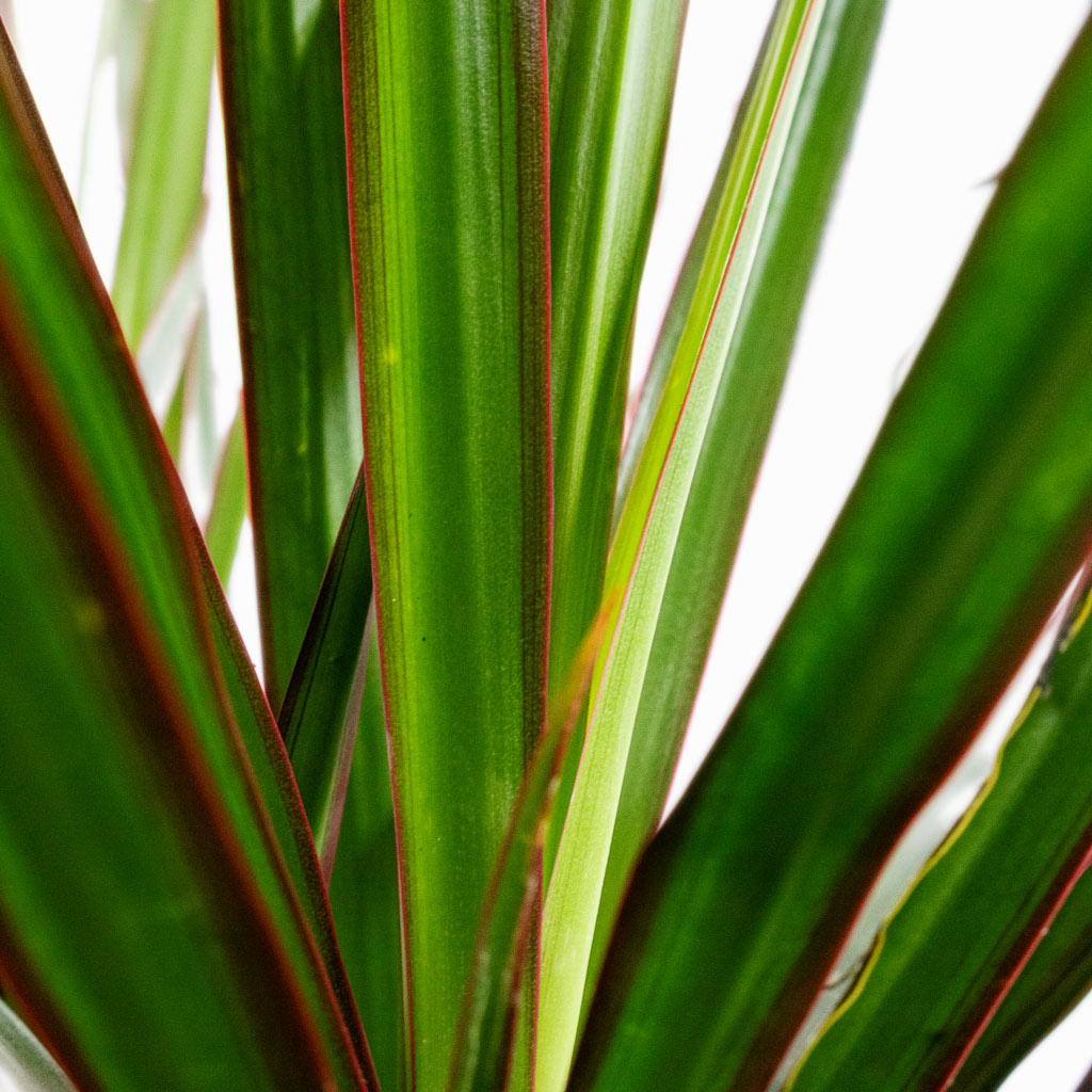 Dracaena marginata Red Edged - Branched Foliage