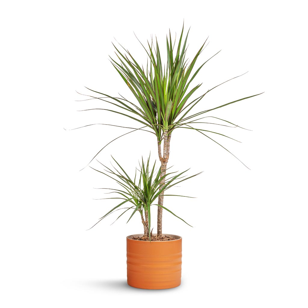 Dracaena marginata Red Edged - Multi Stem & Hadleigh Plant Pot - Amber