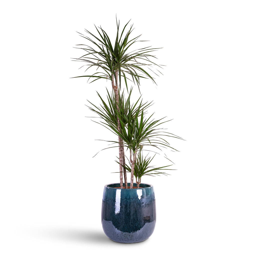 Dracaena marginata Red Edged Multi Stem 27x140cm 4 stems House Plant In Aura Balloon Planter Ocean Blue 43x43cm