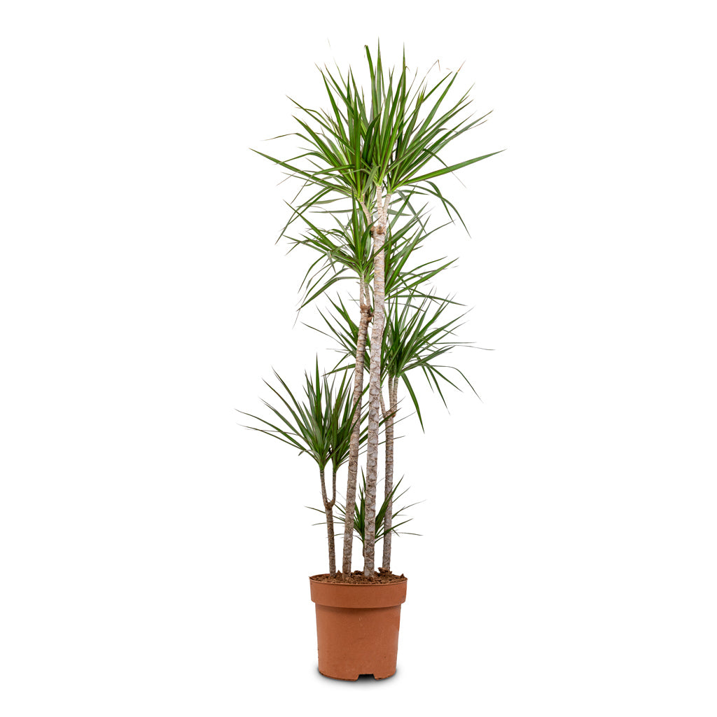 Dracaena marginata Red Edged Multi Stem 30x190cm 5 stems