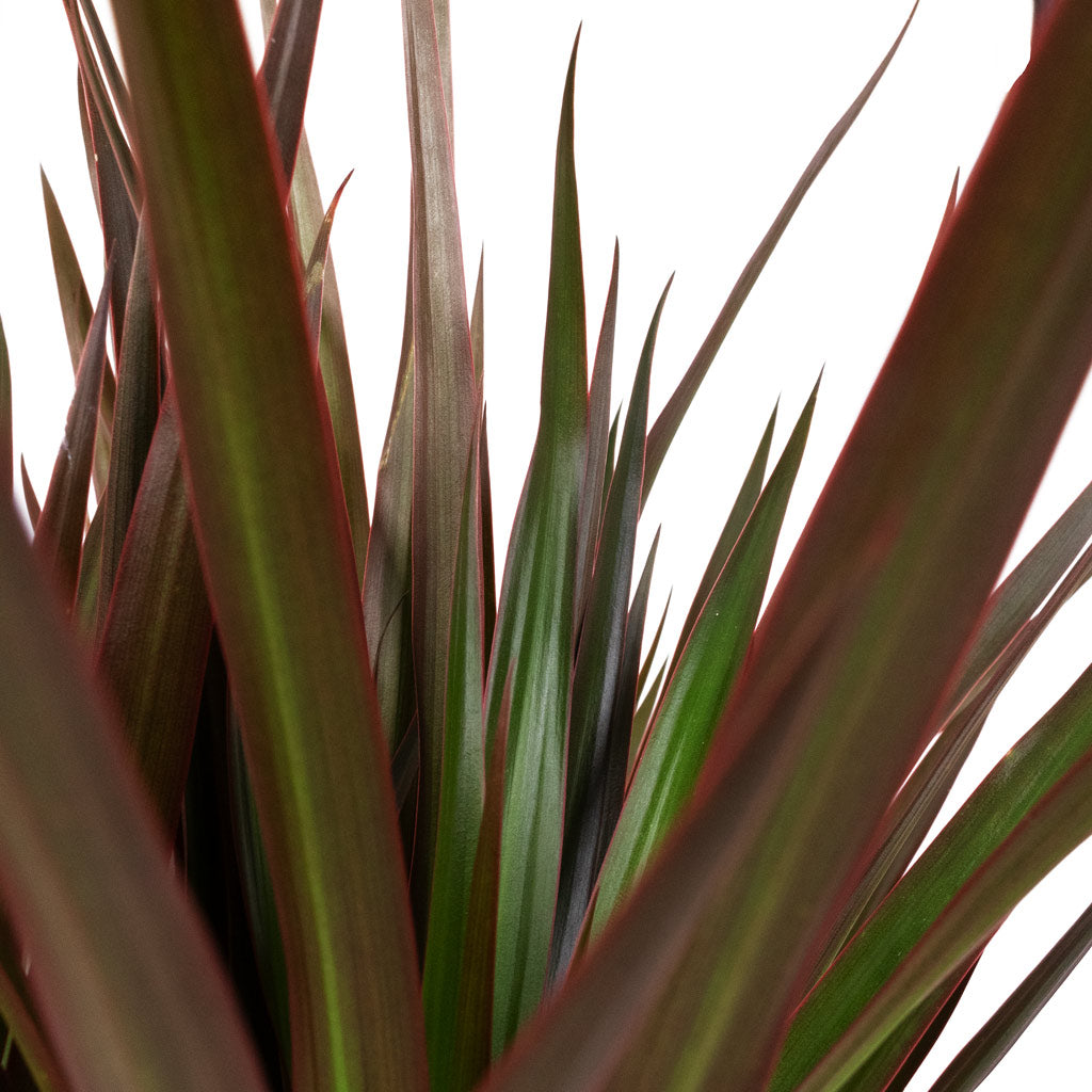 Dracaena marginata Red Edged Single Stem Close Up