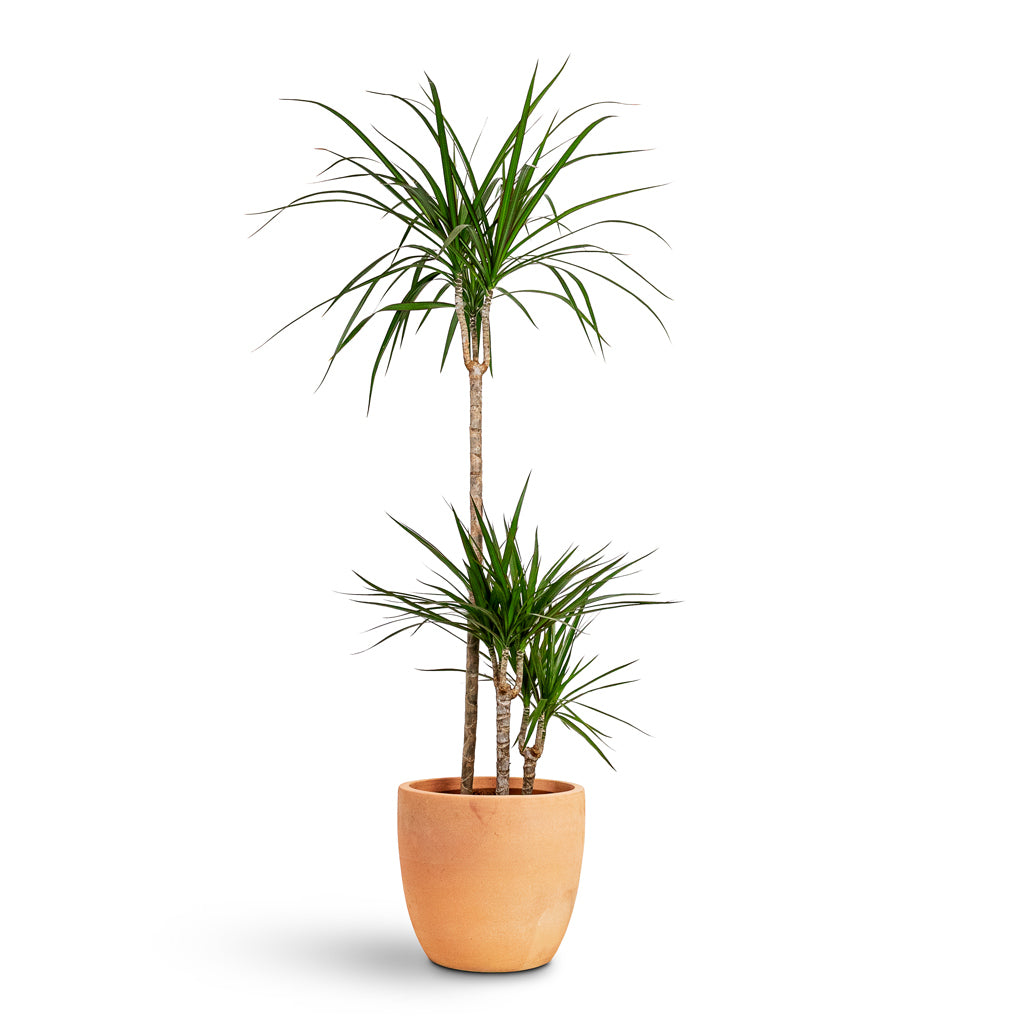 Dracaena marginata Sunray Multi Stem 27x160cm 3 stems House Plant In Terracotta Pot 30x26cm