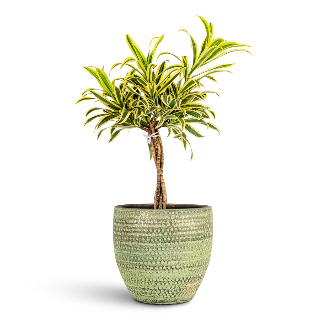 Dracaena reflexa Song of India 21x60cm House Plant In Rinca Pot Shiny Green 25x23cm