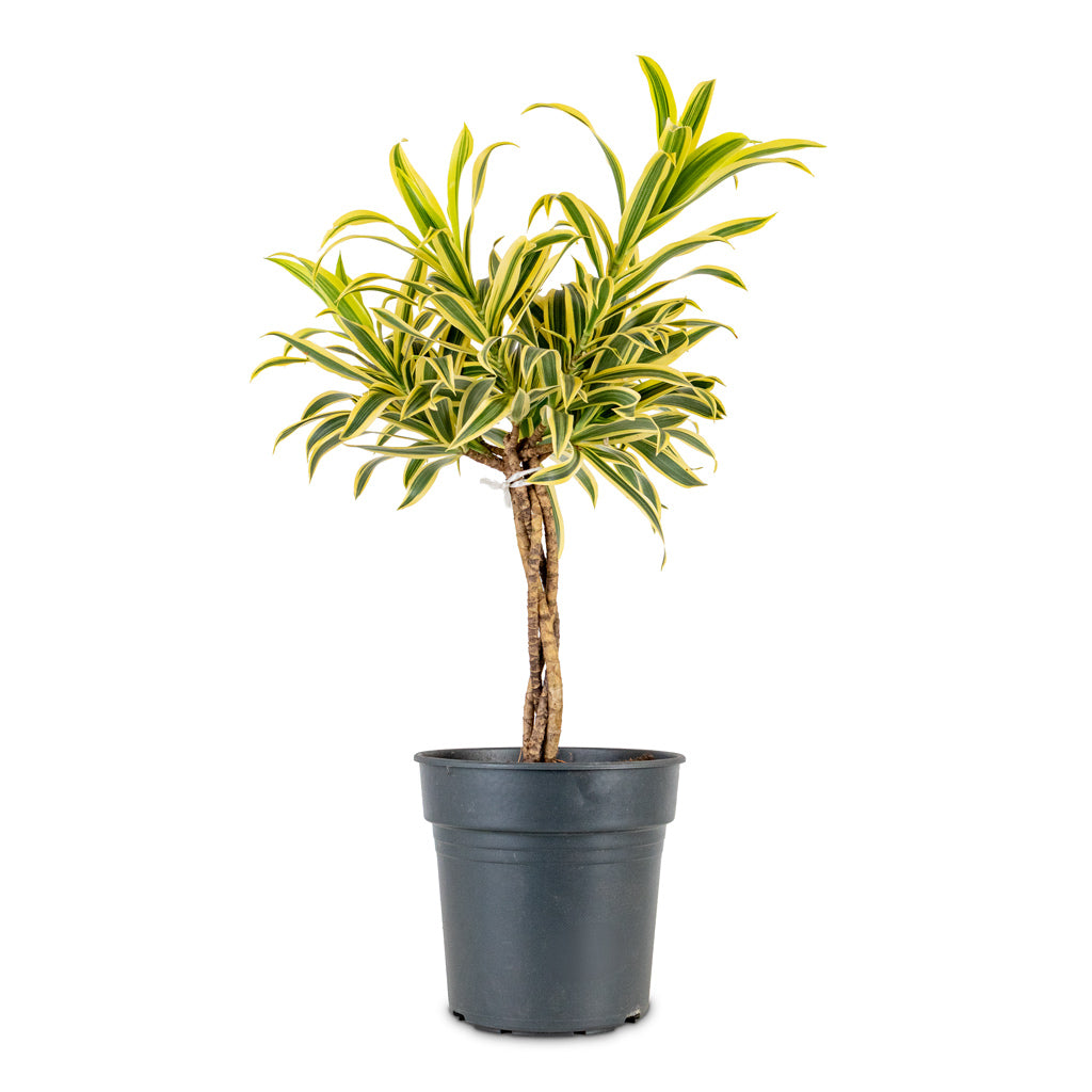 Dracaena reflexa Song of India 21x60cm