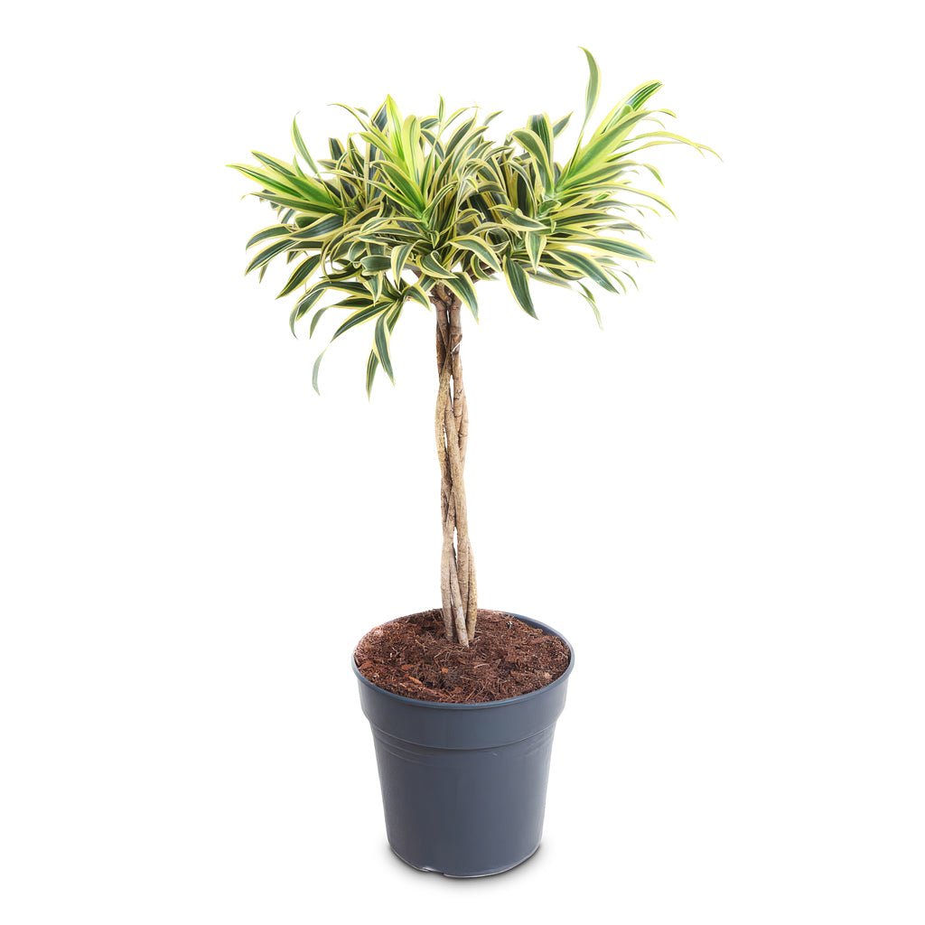 Dracaena reflexa Song of India 24x80cm