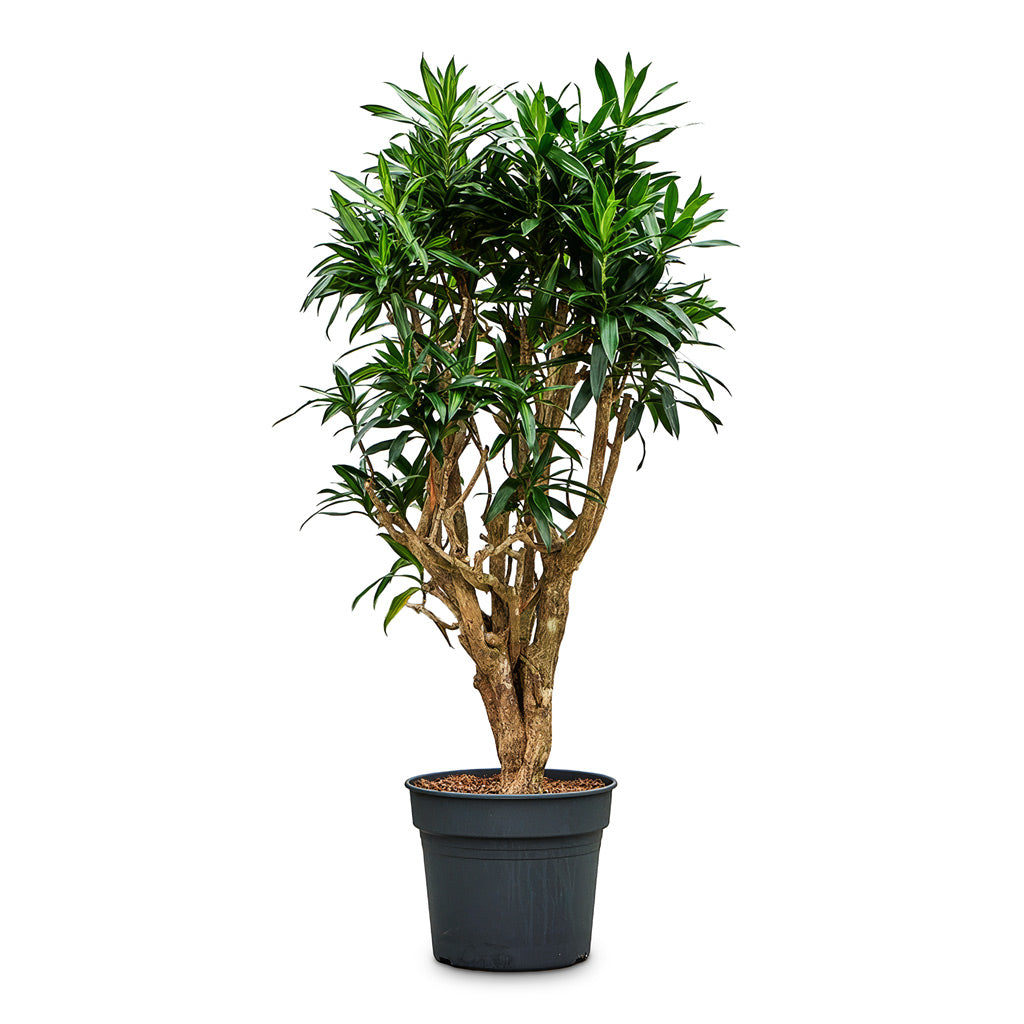 Dracaena reflexa Song of Jamaica 38x170cm