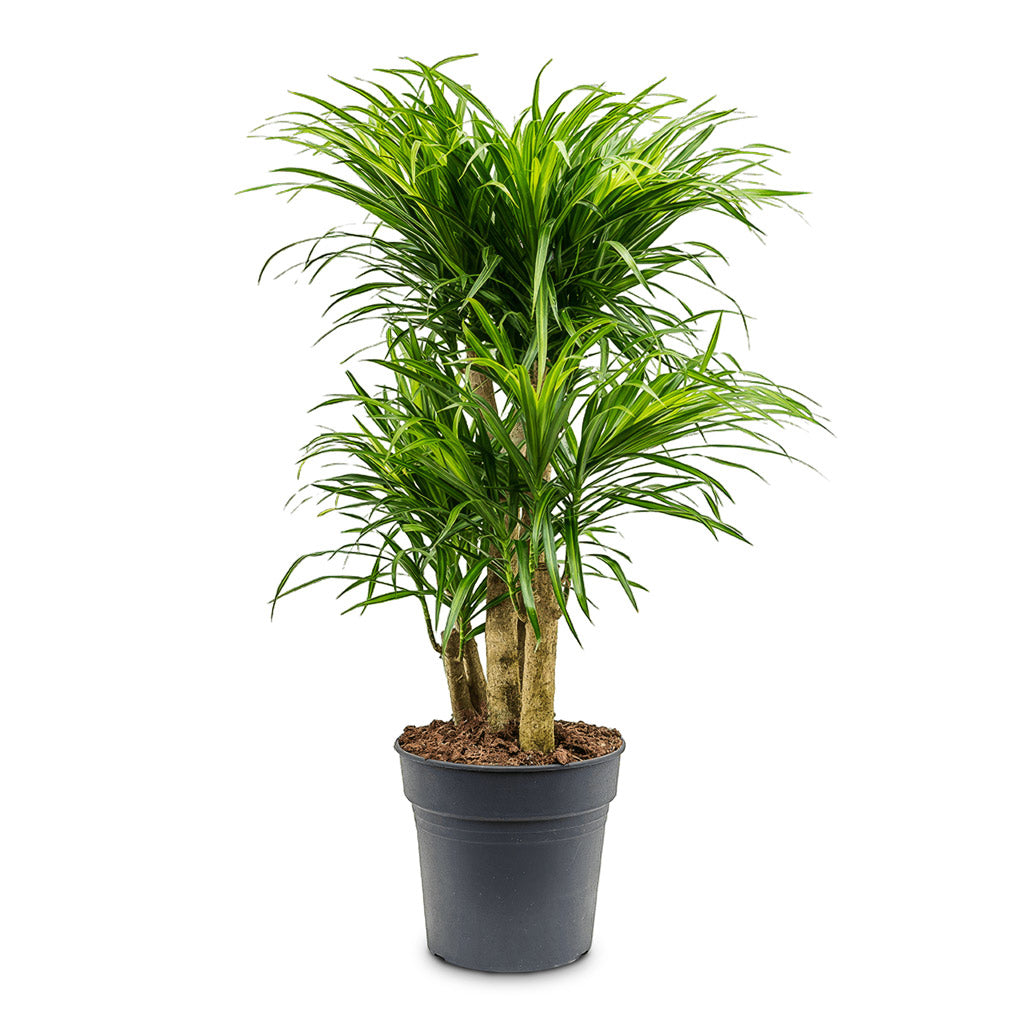 Dracaena reflexa Variegated Anita Branched 24x80cm