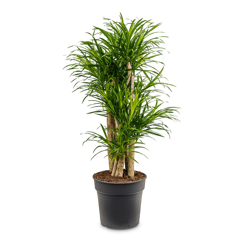 Dracaena reflexa Variegated Anita Branched 27x110cm