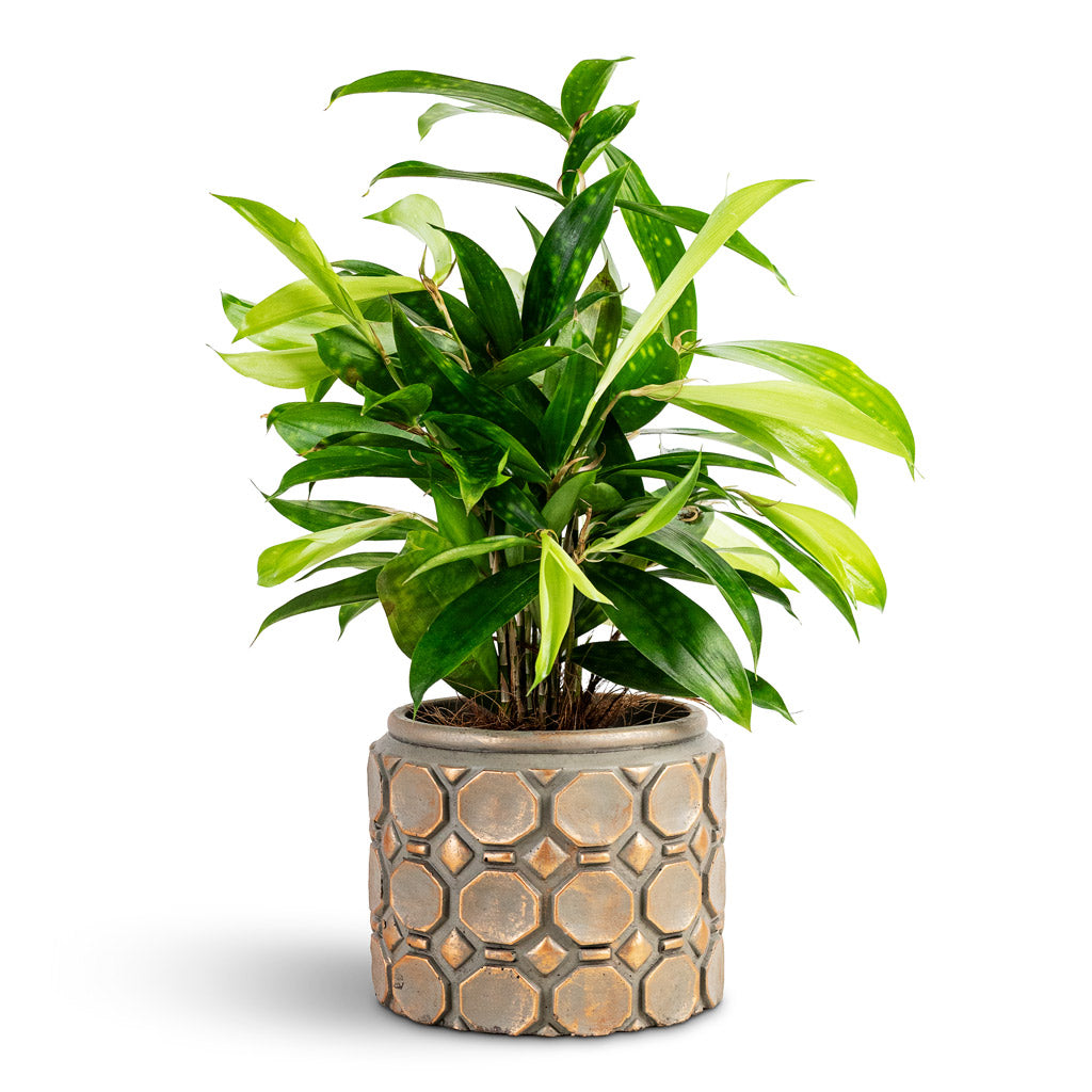 Dracaena surculosa - 12x40cm House Plant In Jurre Pot Rose Rust - 16x13cm