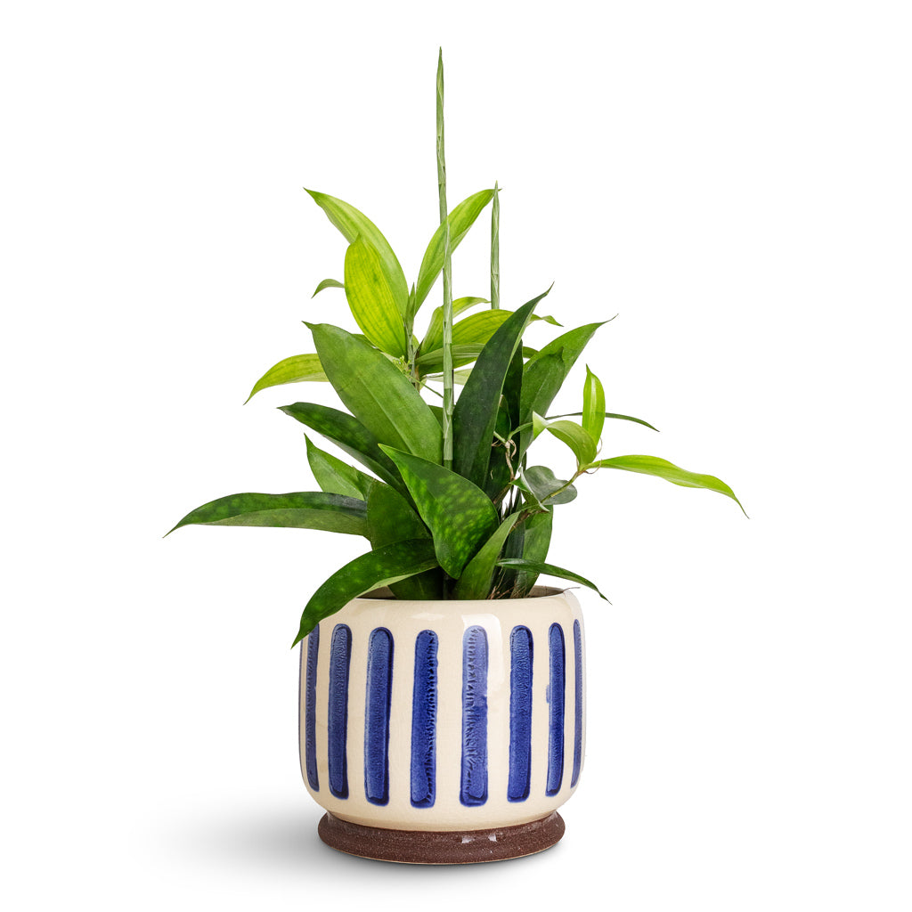 Dracaena surculosa In Stripe Pot Blue