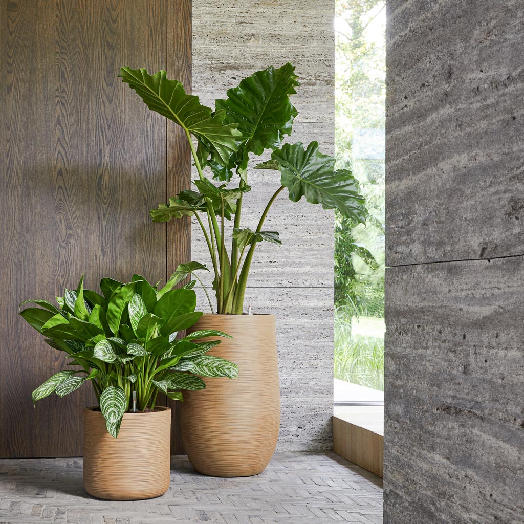 Dune Partner Planter - Almond & Alocasia