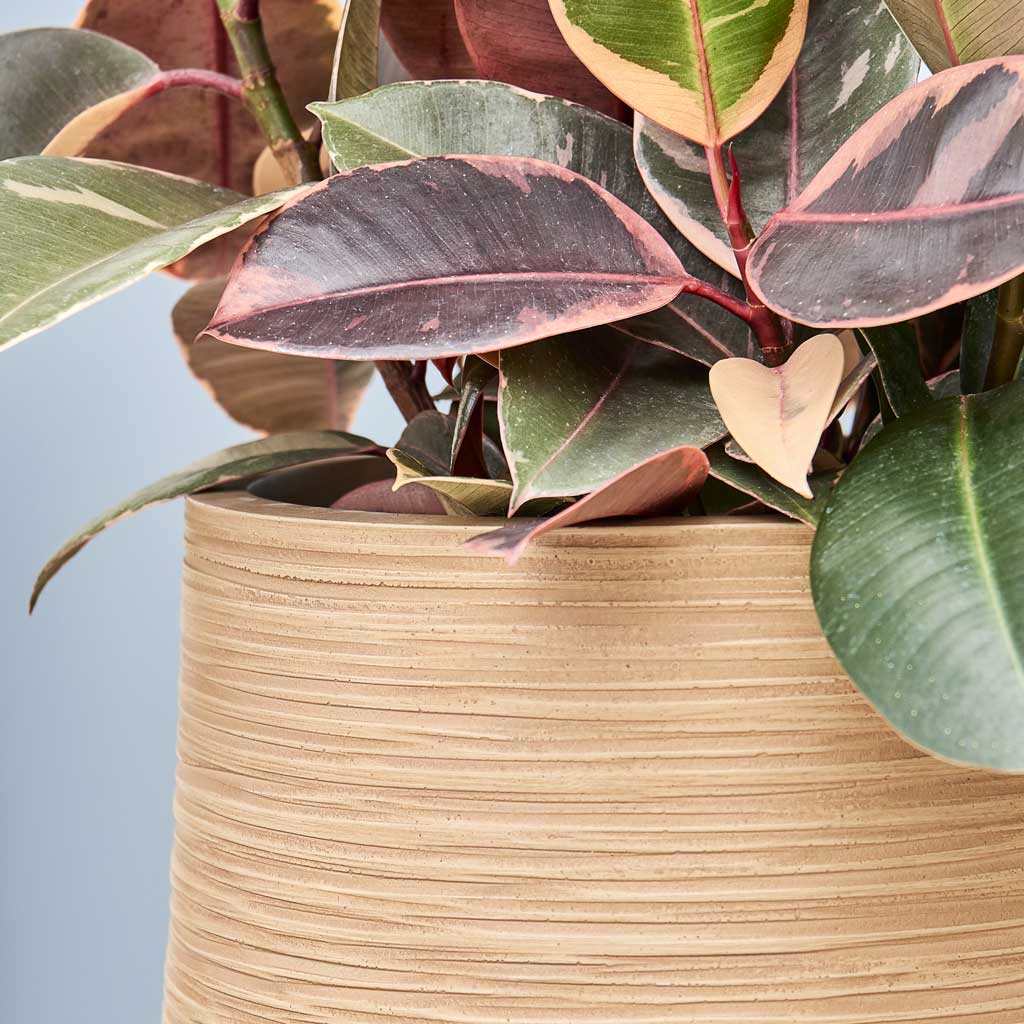Dune Darcy Planter - Almond With Ficus Elastica Belize Close Up