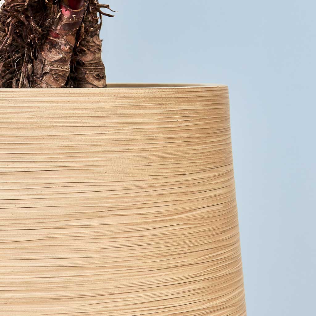 Dune Partner Planter - Almond Edge On Blue Background