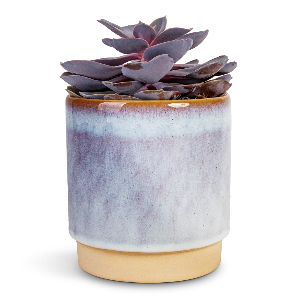 Echeveria Purple Pearl - 12x15cm & Copenhagen Plant Pot Blue - 13.5x14cm