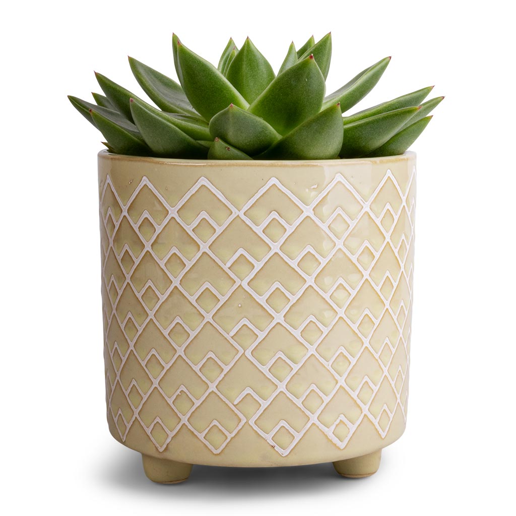 Echeveria agavoides Miranda & Bilbao Plant Pot - Pale Jade