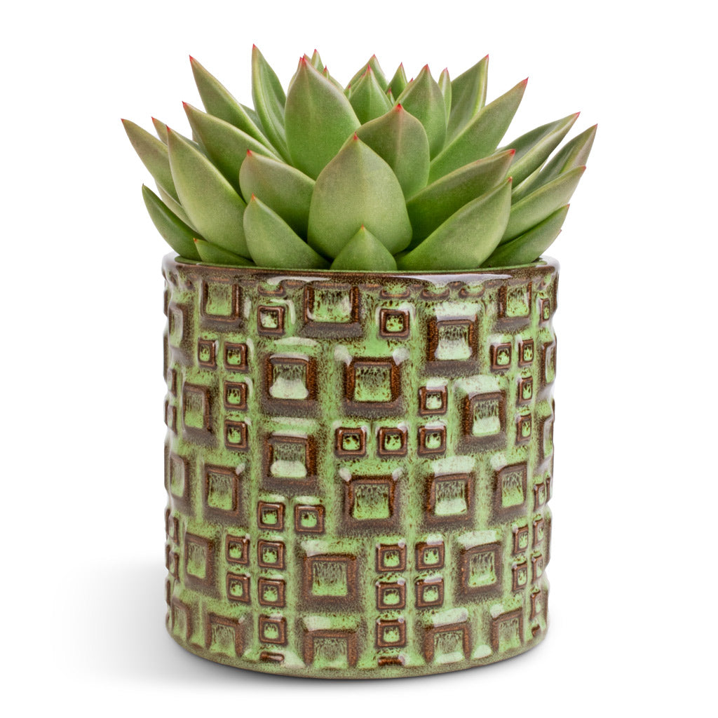 Echeveria agavoides Miranda