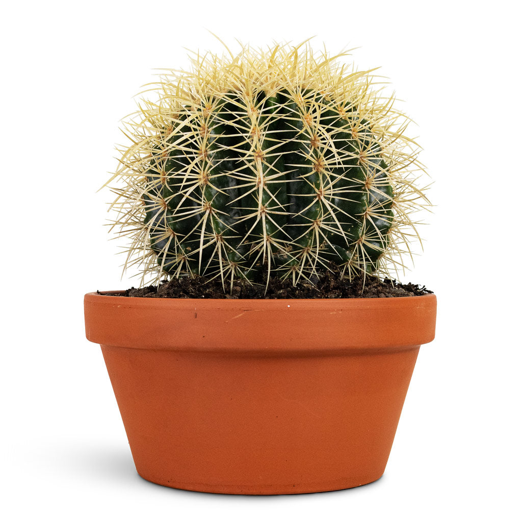 Echinocactus grusonii Golden Barrel 20x25cm