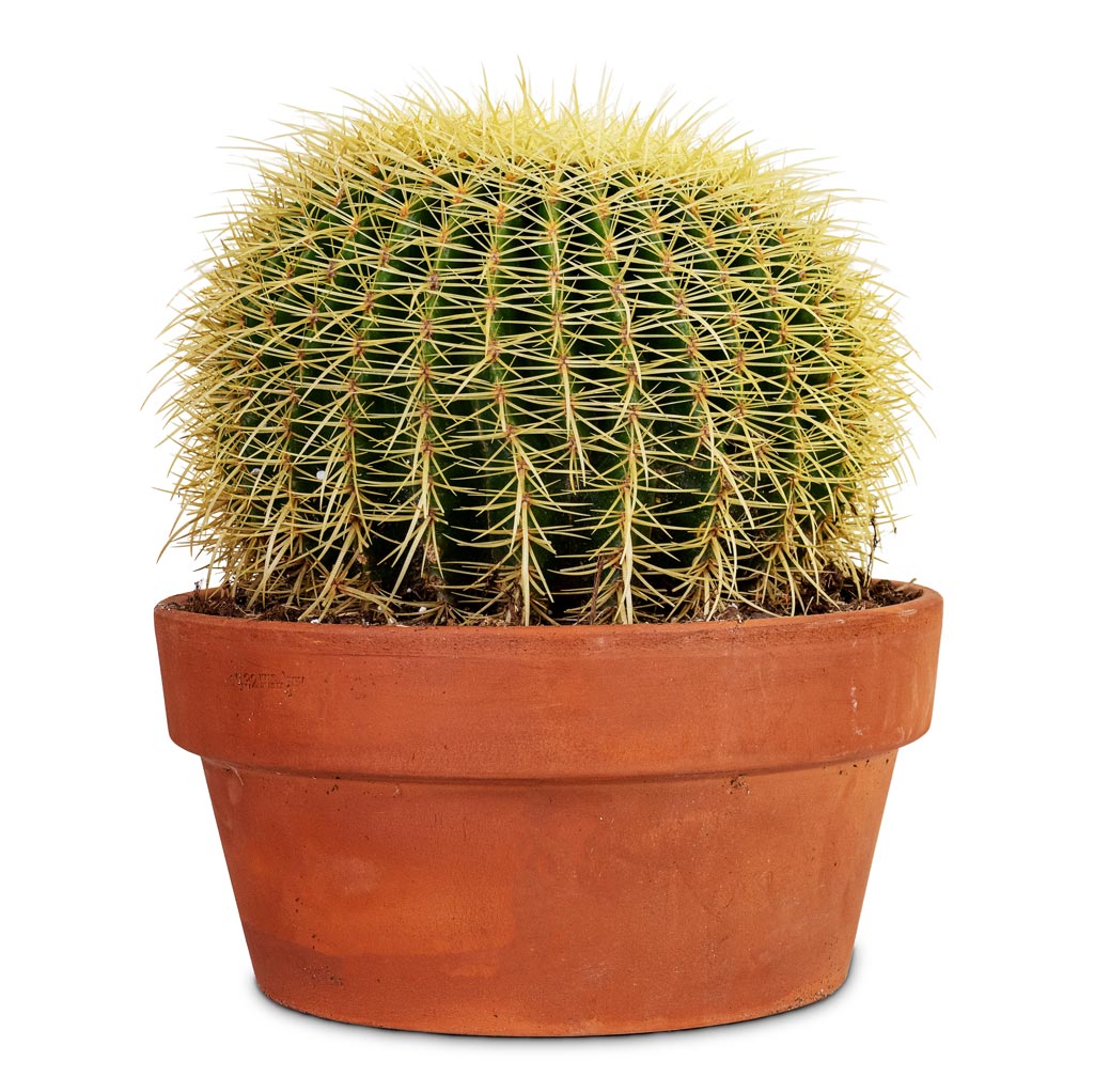Echinocactus grusonii Golden Barrel 32x35cm