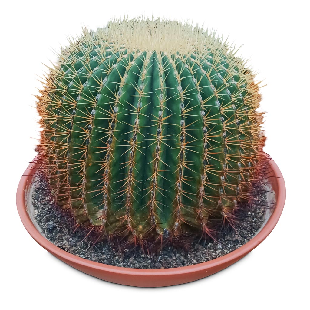 Echinocactus grusonii Golden Barrel 60x55cm