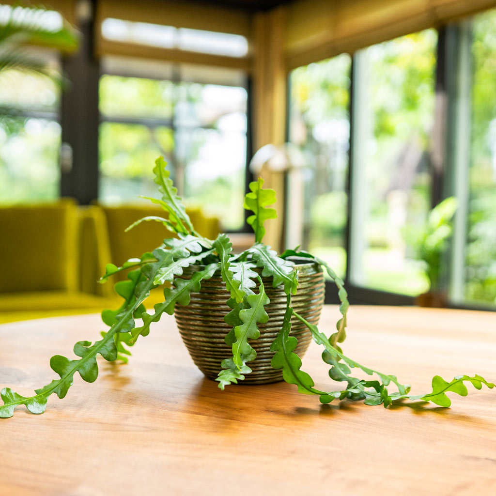 Fishbone Cactus In Elise Green