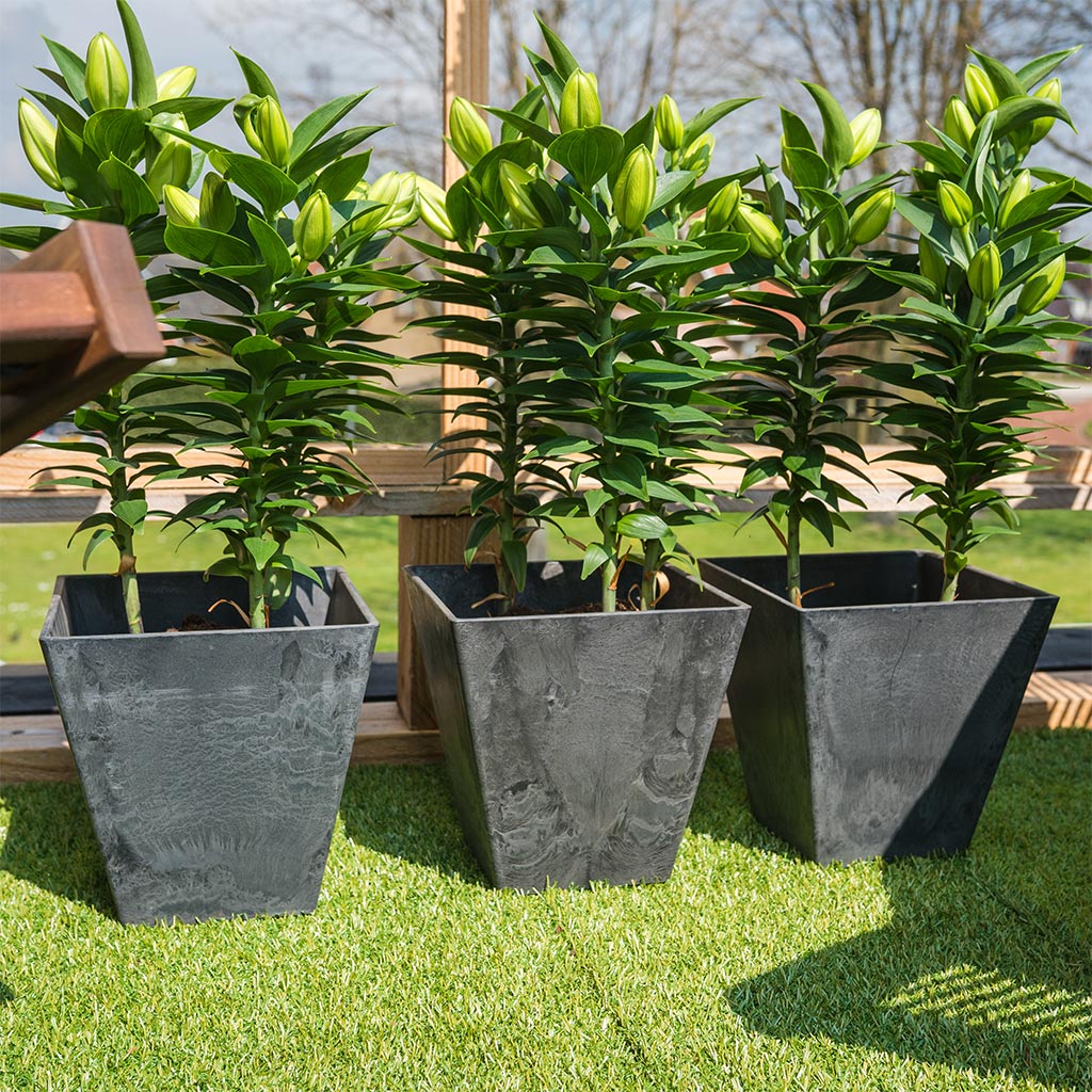 Ella Artstone Plant Pot - Black & Outdoor Lilies