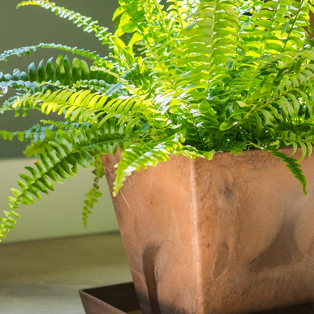 Ella Artstone Plant Pot - Oak & Nephrolepis exaltata Bostoniensis - Boston Fern
