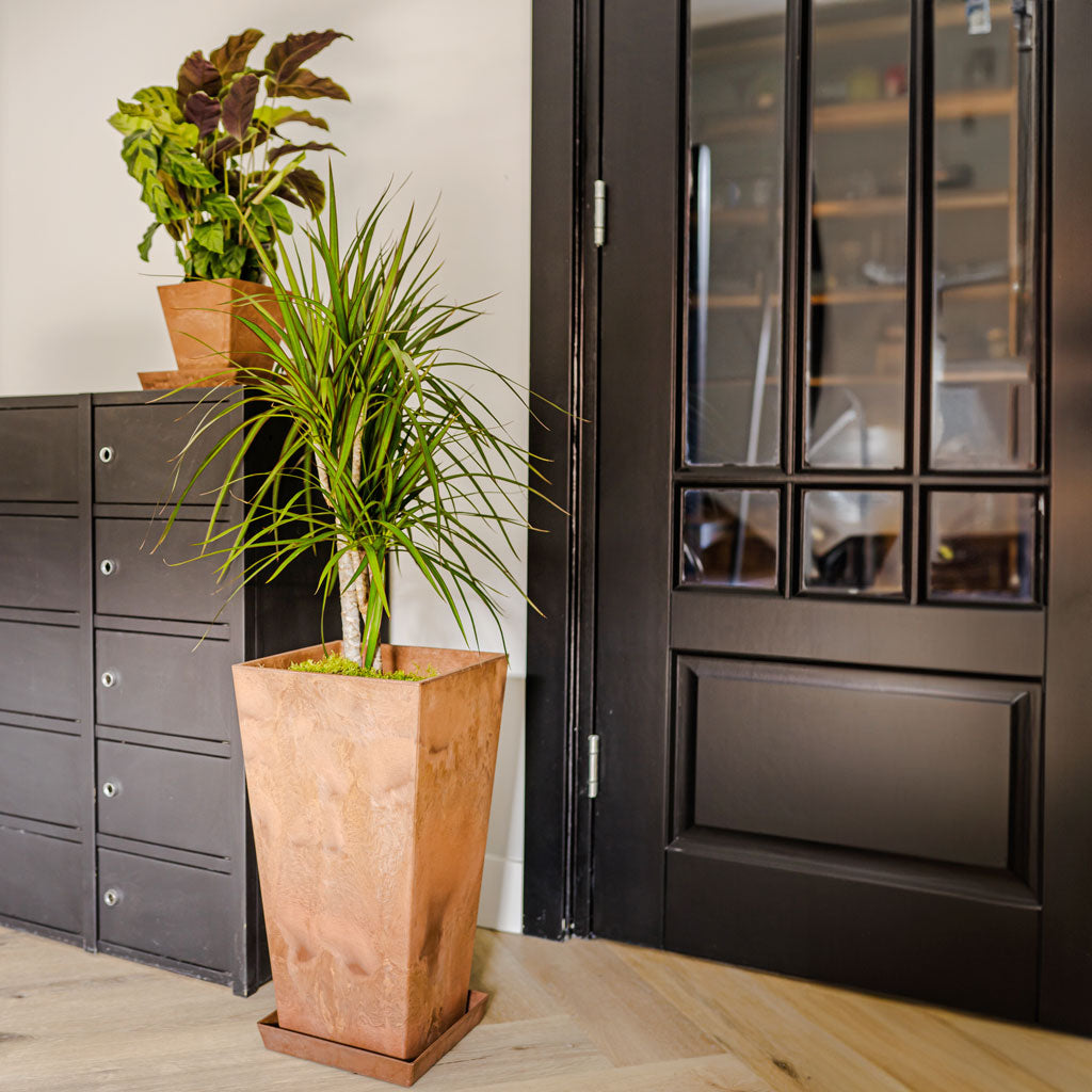 Ella Artstone Tall Planter - Oak & Dracaena marginata Red Edge