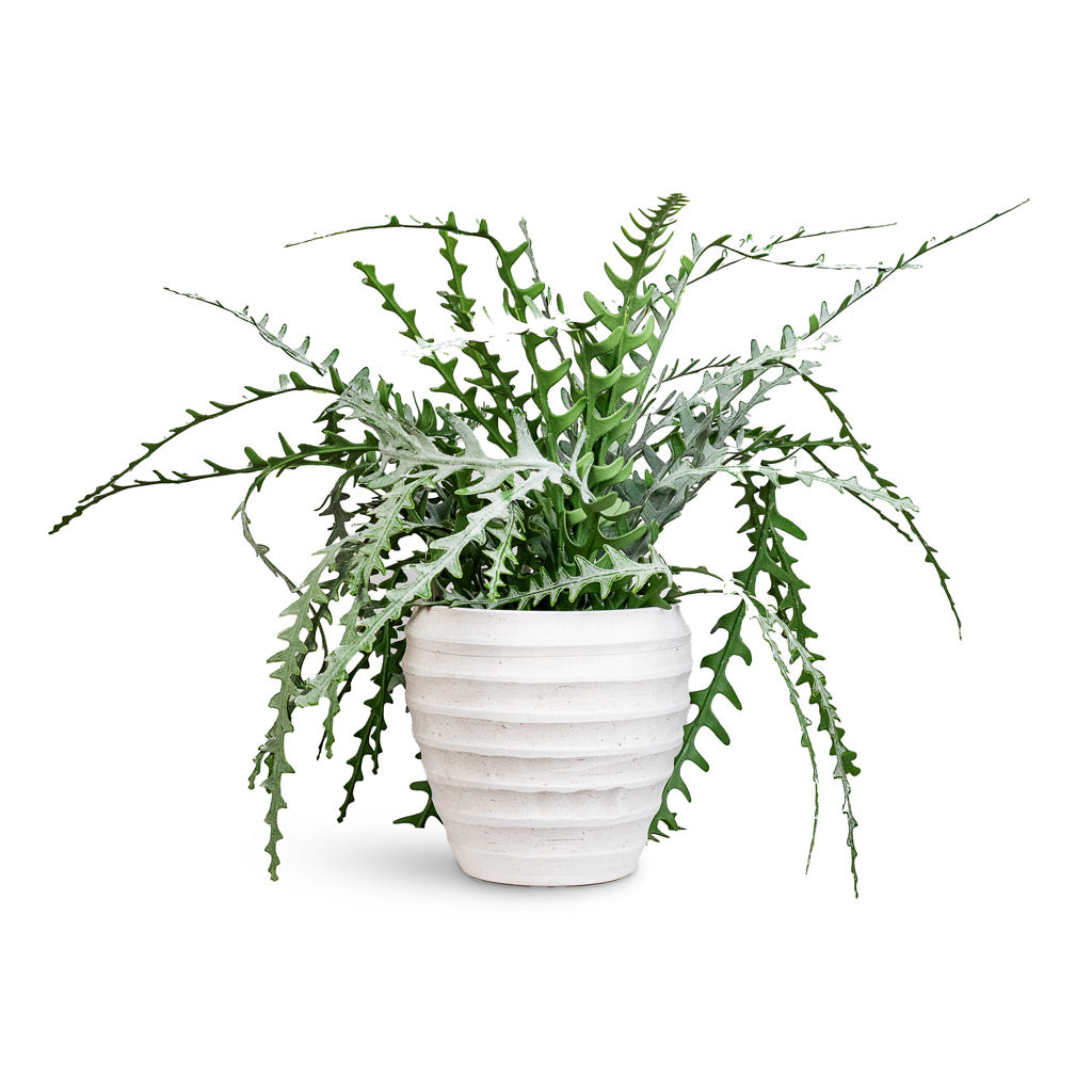 Epiphyllum Fishbone Cactus Potted Artificial 50cm House Plant in Beatrice Pot White 24x24cm