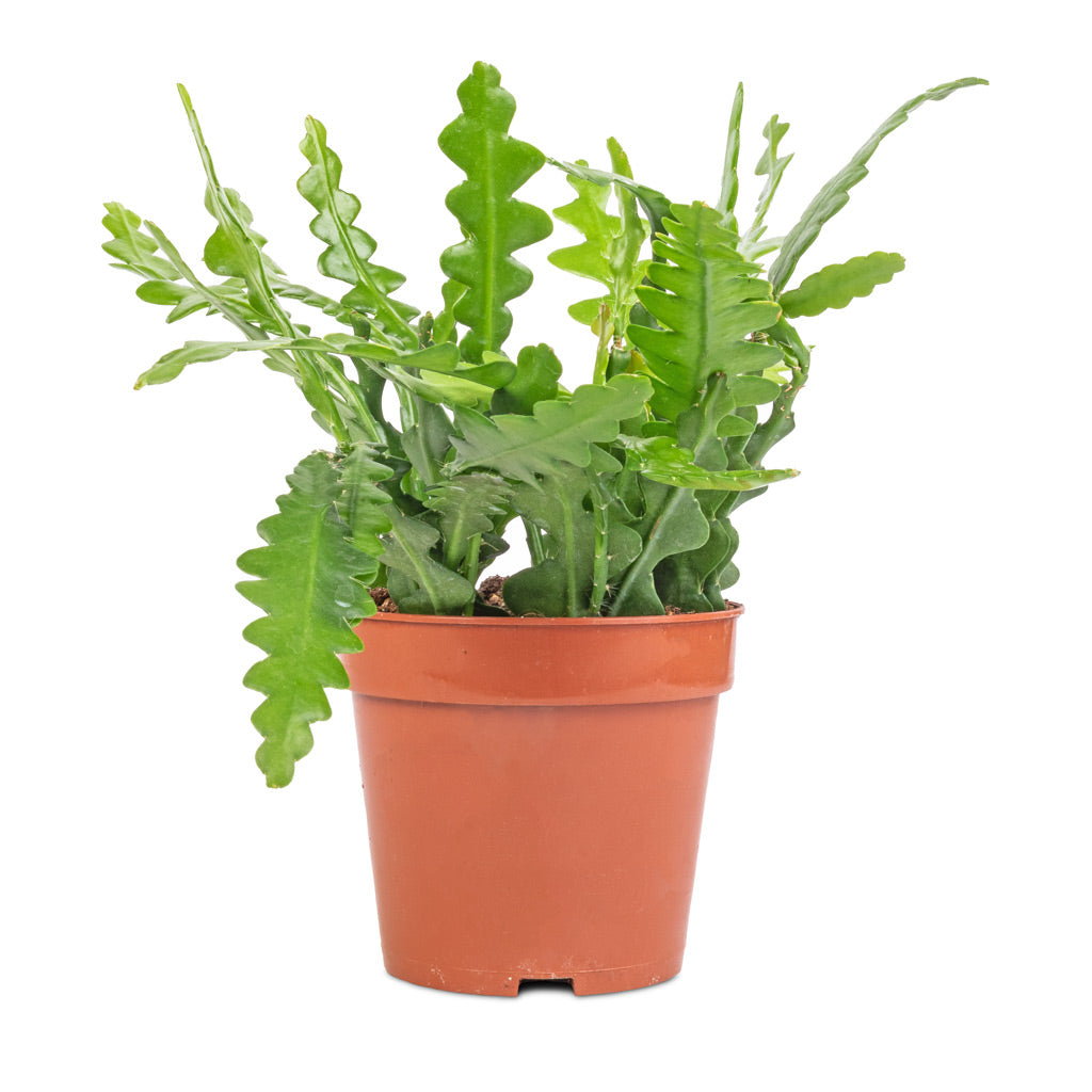 Epiphyllum anguliger - Fishbone Cactus - 12 x 20cm