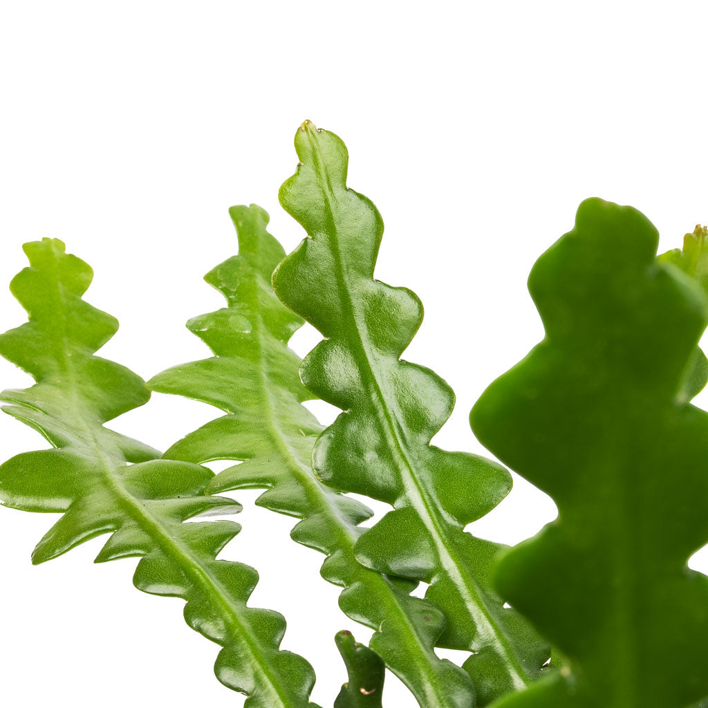 Epiphyllum anguliger - Fishbone Cactus