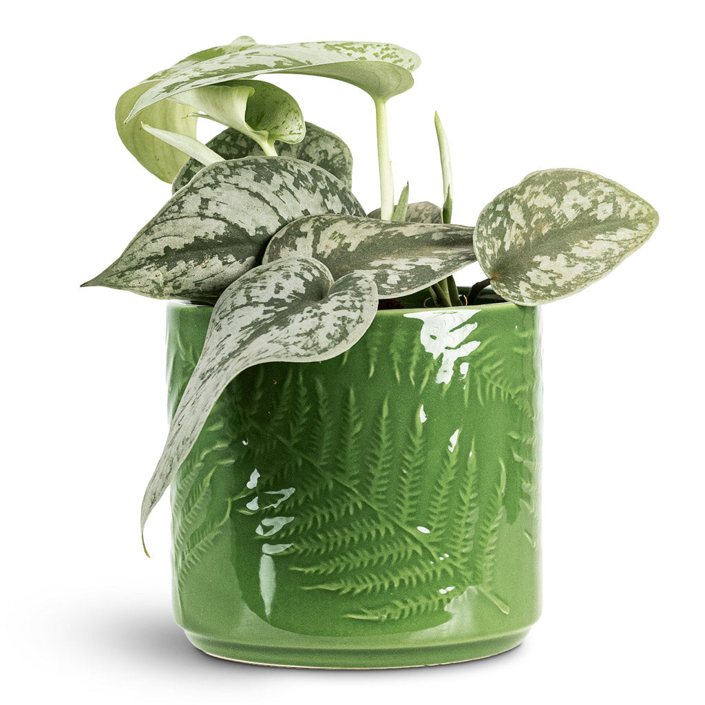 Epipremnum Trebie Satin Pothos 12x15cm House Plant In Orla Fern Pot Emerald 13.5x12cm